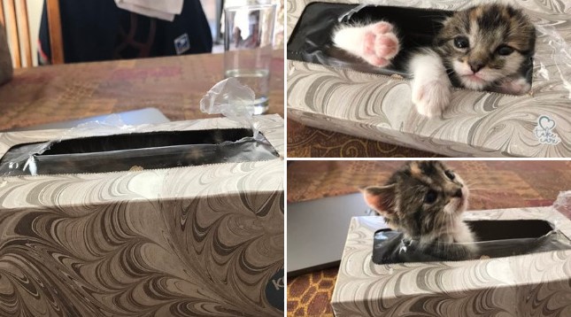 Domáci miláčikovia