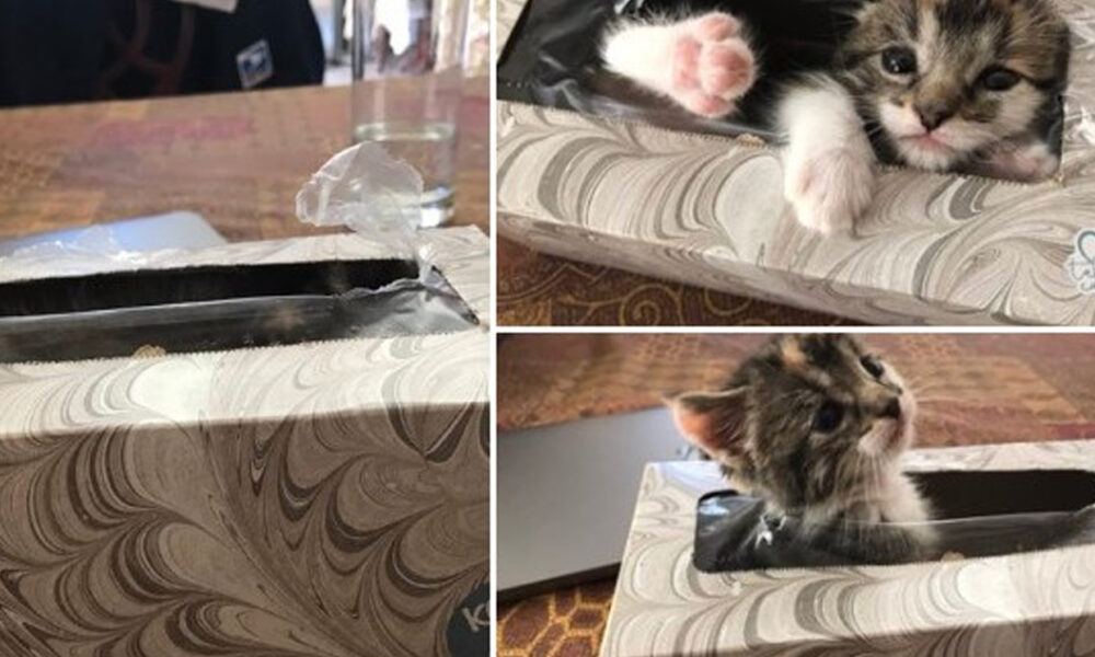 Domáci miláčikovia