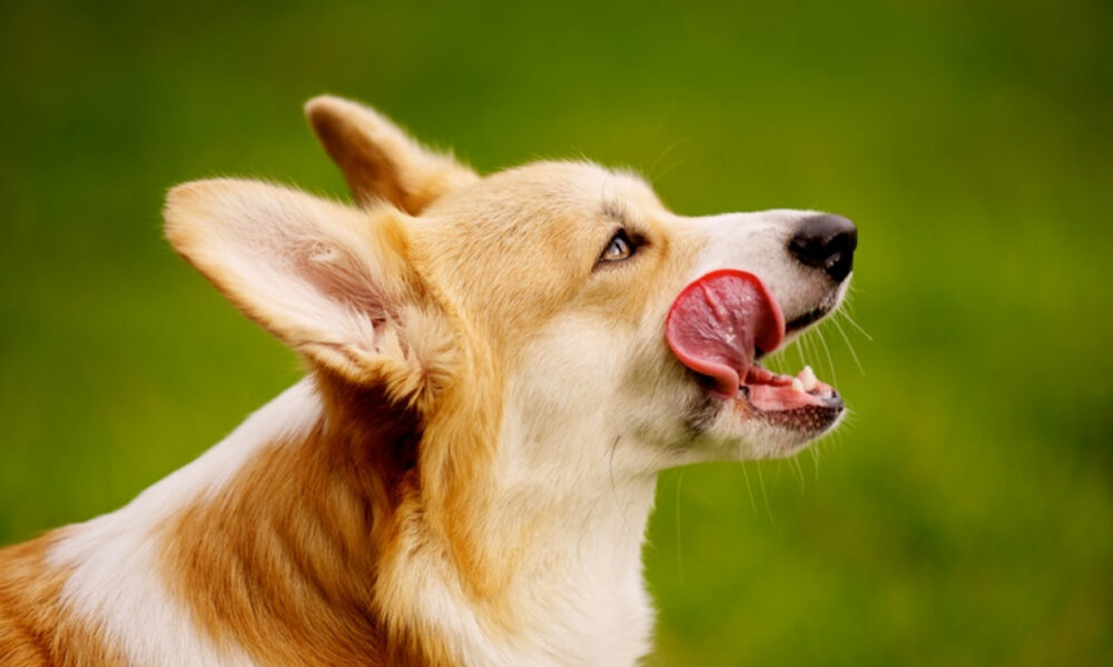 najinteligentnejšie plemená