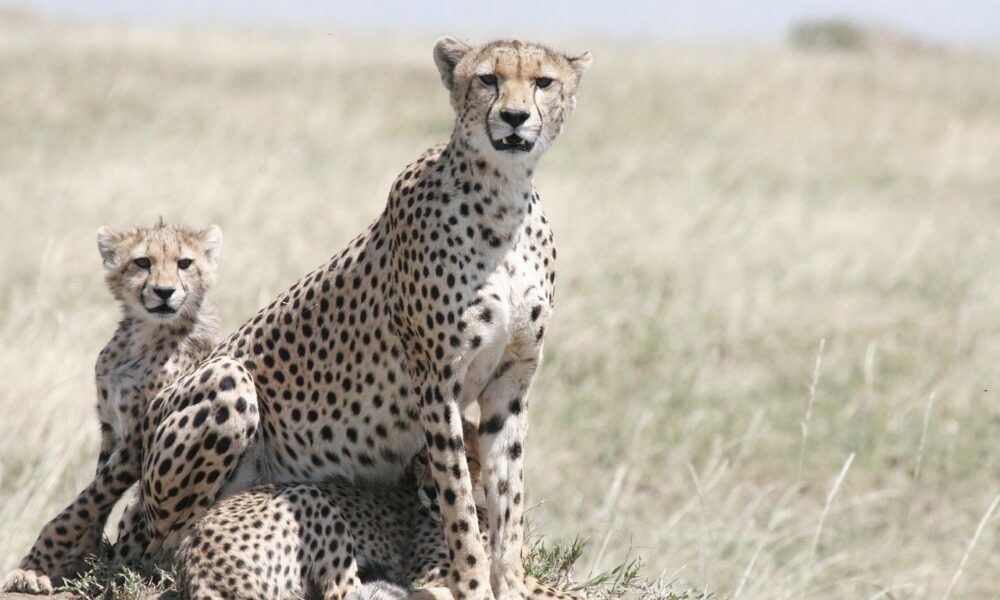 gepard