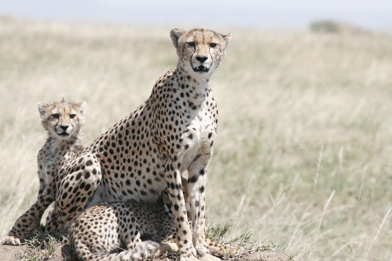 gepard