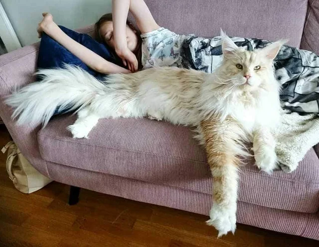 väčšie