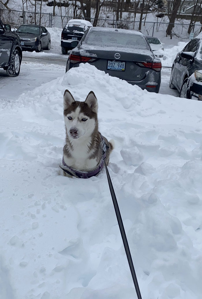 zima