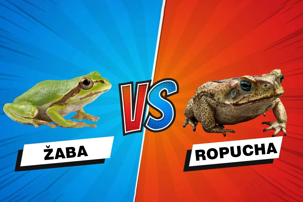 žaba vs. ropucha