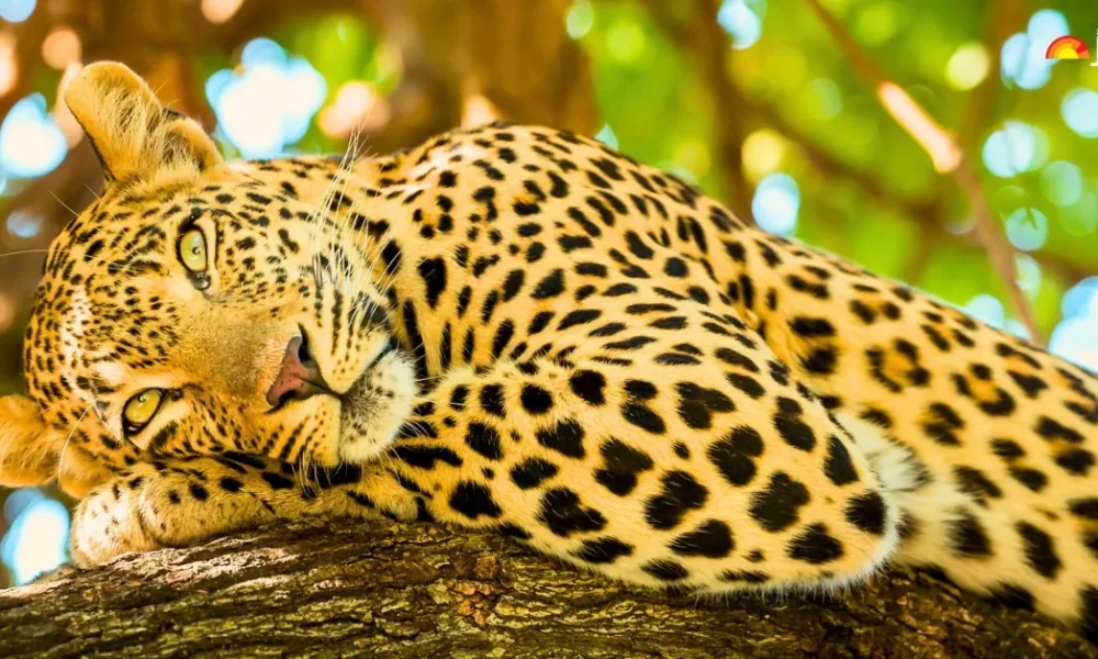 leopardy