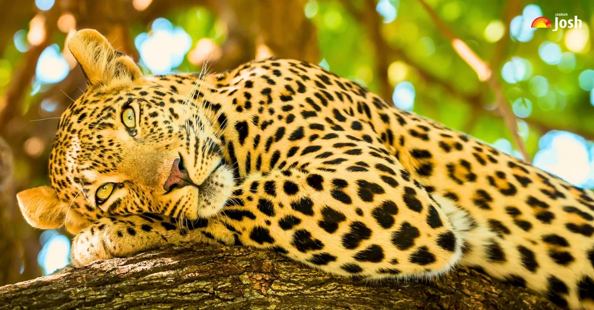 leopardy