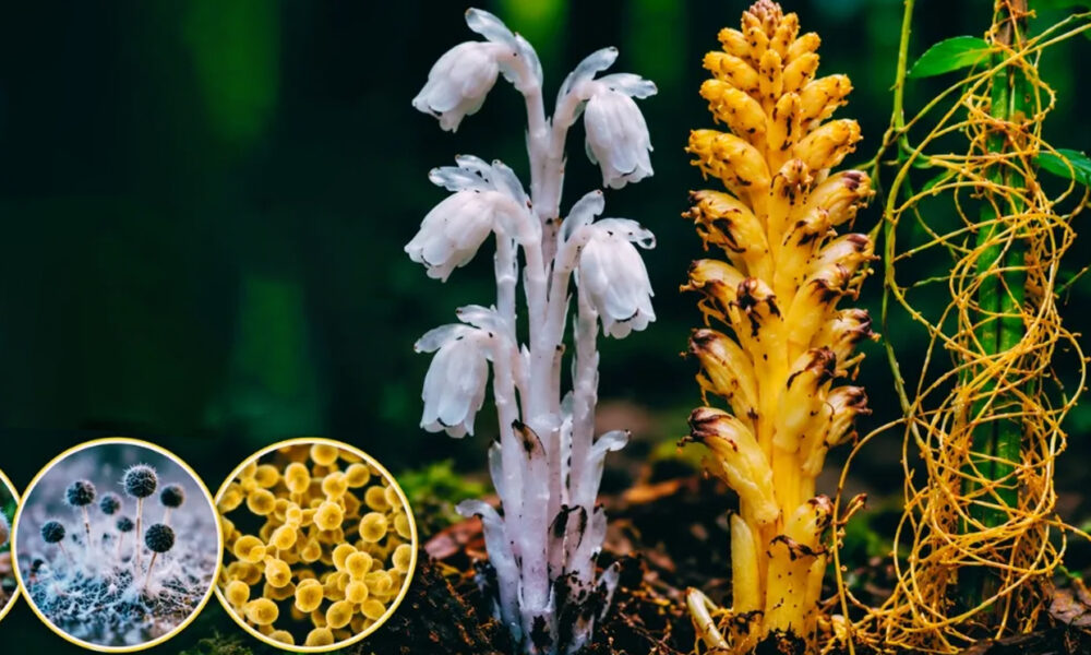 rastliny