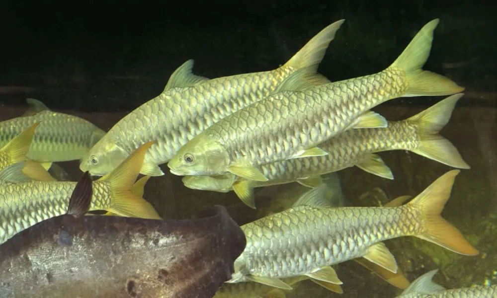 mahseer himalájsky
