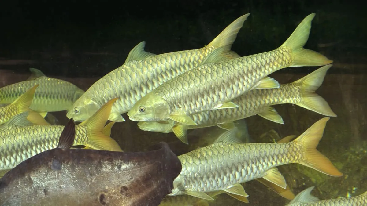 mahseer himalájsky